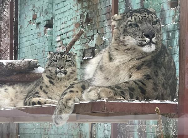 Пермский зоопарк вновь планирует получить потомство от снежных барсов