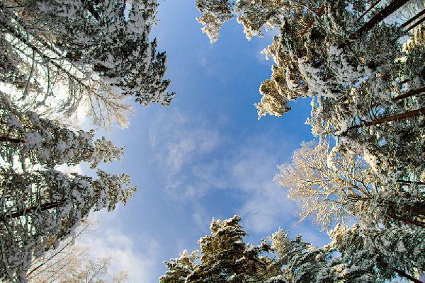 Потепление в Пермском крае ожидается во второй декаде января