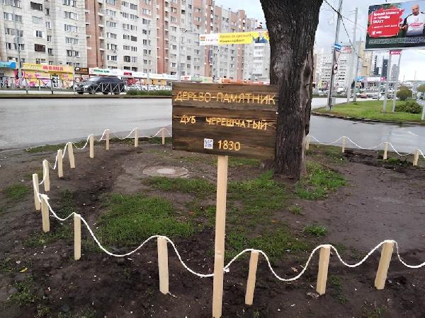 В Перми создадут комиссию по защите особо ценных деревьев