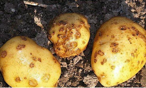 В Пермском районе завершилась 13-летняя борьба с опасным вредителем картофеля