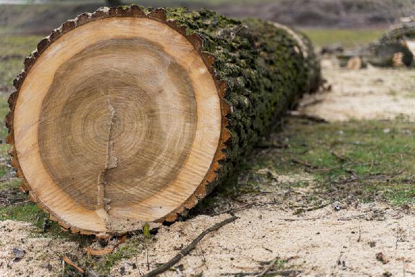 В Перми подрядчик при строительстве экопарка в Данилихе незаконно снес несколько десятков деревьев