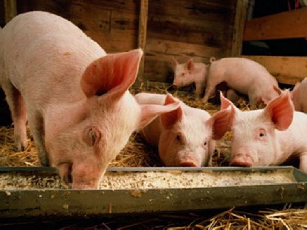 «Пермский свинокомплекс» оштрафовали за дыры в заборе 