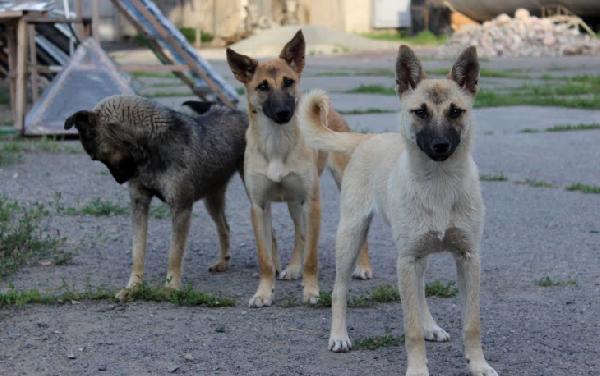 В Перми появится дополнительная бригада по отлову собак