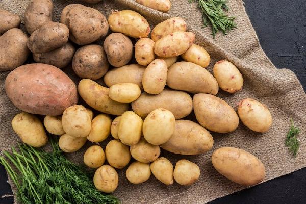 Пермские ученые создают новые технологии для роста картофеля