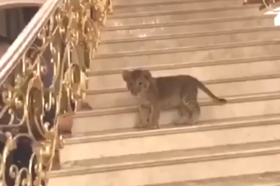 Зоозащитники обеспокоены видео со львенком, живущим в доме