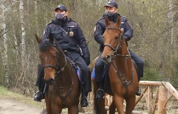 В Перми в День города полиция может задействовать конные наряды