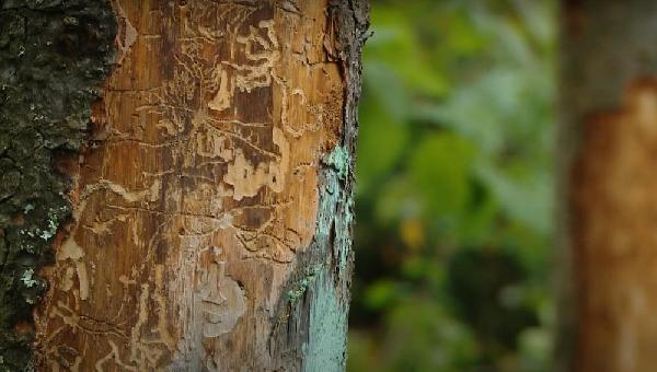В Пермском крае санитарную рубку деревьев, пострадавших от уссурийского полиграфа, смогут нарастить с осени этого года