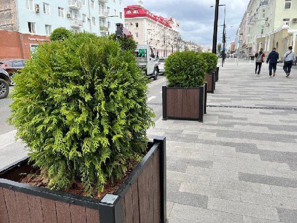 Мобильные контейнеры с деревьями вернутся на улицы Перми в конце мая