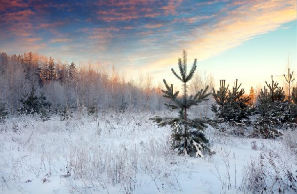 Потепление в Перми начнется 10 января
