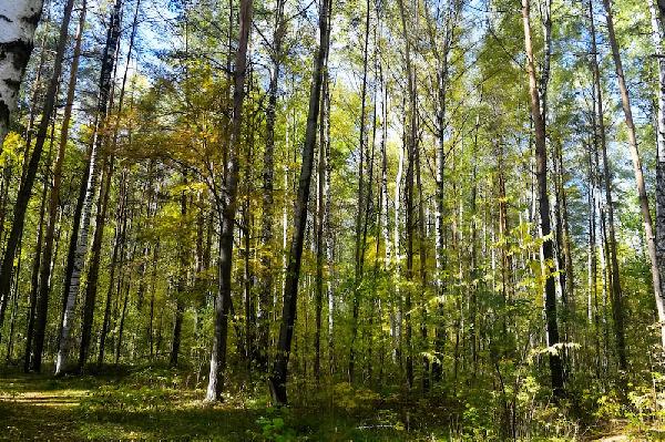 Мэрия Перми будет оспаривать решение суда по участку Черняевского леса