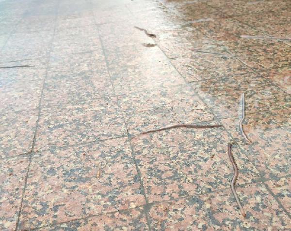 В Перми дождевые черви выбираются из газонов на асфальт
