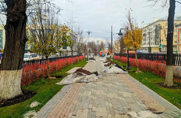 В Перми на Компросе начали высаживать 4-х метровые липы