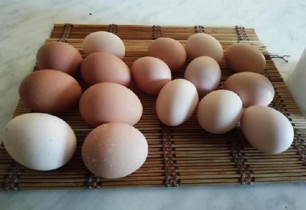 В пермское УФАС поступили шесть жалоб на подорожание яиц