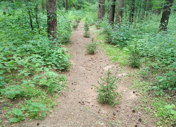 В Черняевском лесу стихийные тропинки начали засаживать деревьями