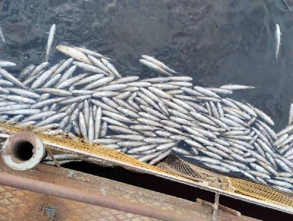 Прокуратура начала проверку из-за гибели 12 тонн форели в Добрянке