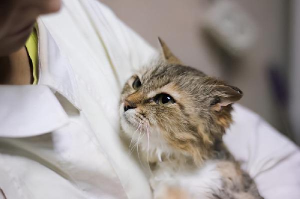 Пермский приют для кошек «Матроскин» планирует открыть бассейн для питомцев в новом здании