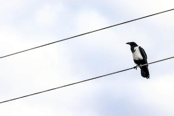 Пермская прокуратура потребовала установить на электролиниях защиту для птиц