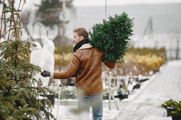 Пермяки могут вновь сдать новогодние елки на переработку