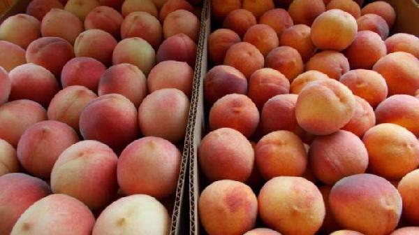 В Пермь привезли тонну зараженных плодожоркой персиков