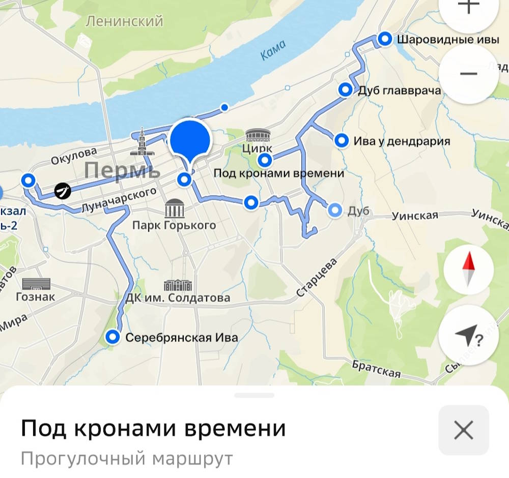 В Перми на картах появился прогулочный маршрут по уникальным деревьям города