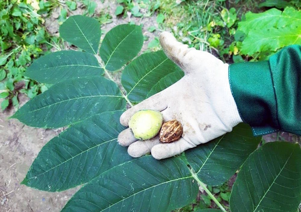 В Перми начали бесплатно раздавать семена желающим высадить орехи