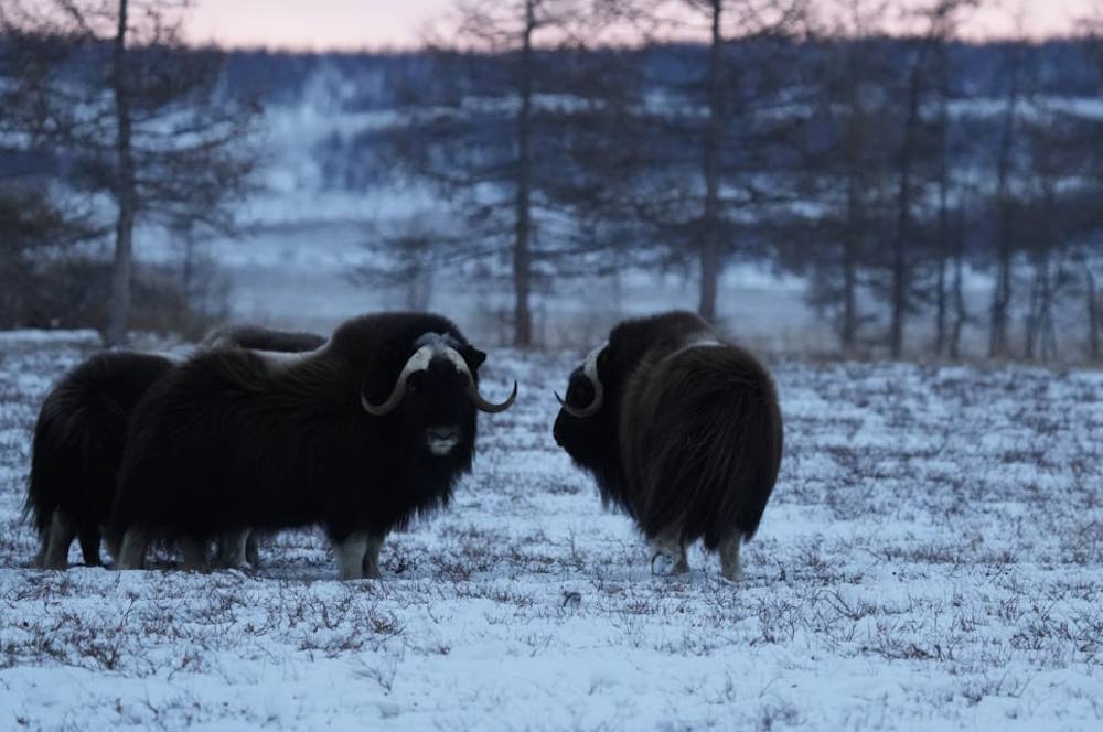 В Пермском зоопарке появятся ямальские овцебыки