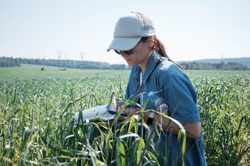 Пермские учёные изучают способы выращивания дыни в местных условиях