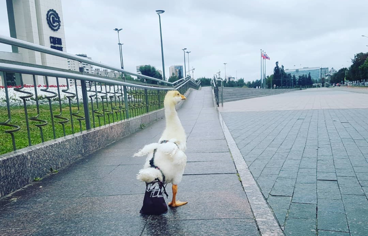 Как пермский строитель завел в квартире гуся Серёгу