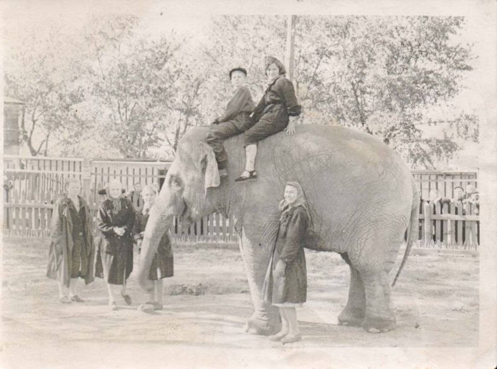 От Волны до Джонни: какие слоны жили в Перми и чем они запомнились посетителям и работникам зоосада