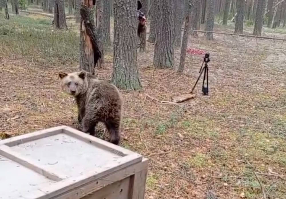 Найденного в Нытве медвежонка выпустили в лес