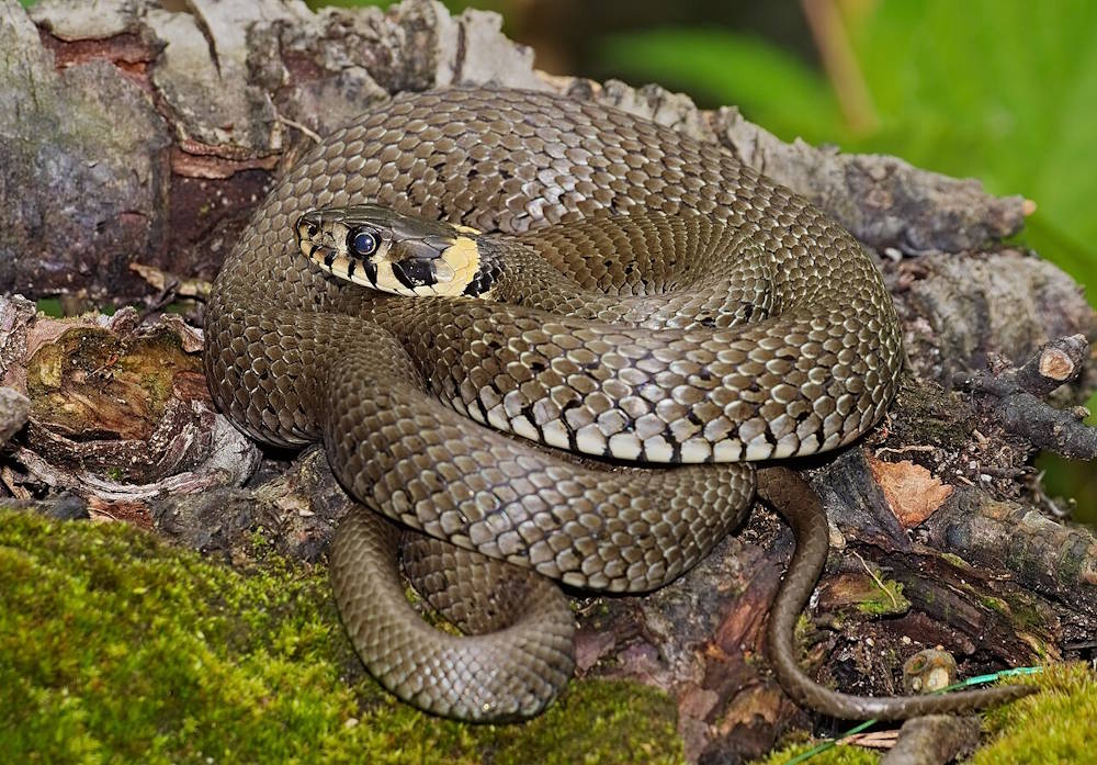 Учёные рассказали, какие змеи самые опасные в Пермском крае
