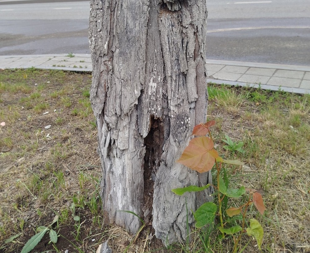 В центре Перми обнаружены опасные засохшие деревья