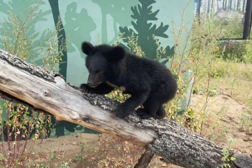 Администрация зоопарка проанализирует случаи нарушения посетителями правил безопасности 