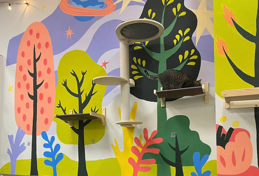 В Перми открыли прозрачный приют «Город кошек»