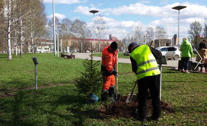 По заказу муниципалитета за год подрядчики высадили более 10 тысяч деревьев и 7 тысяч кустарников.