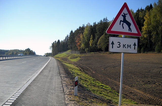 В Пермском крае вновь ДТП с лосем - животное погибло