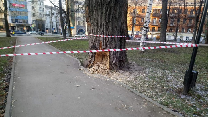 В Перми срубят самый большой тополь в городе – он 100 лет растет в Оперном сквере