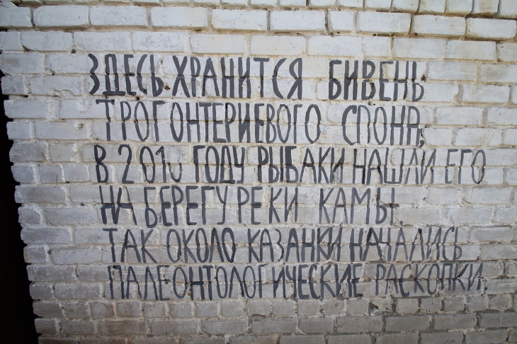 В Прикамье возобновятся раскопки трогонтериевого слона