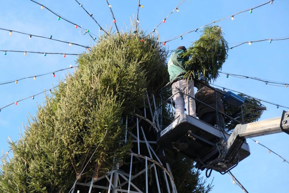 В Астрахани соберут новогоднее дерево из 450 пермских елок