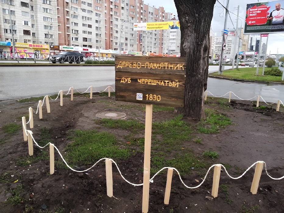 В Перми появятся особо охраняемые деревья