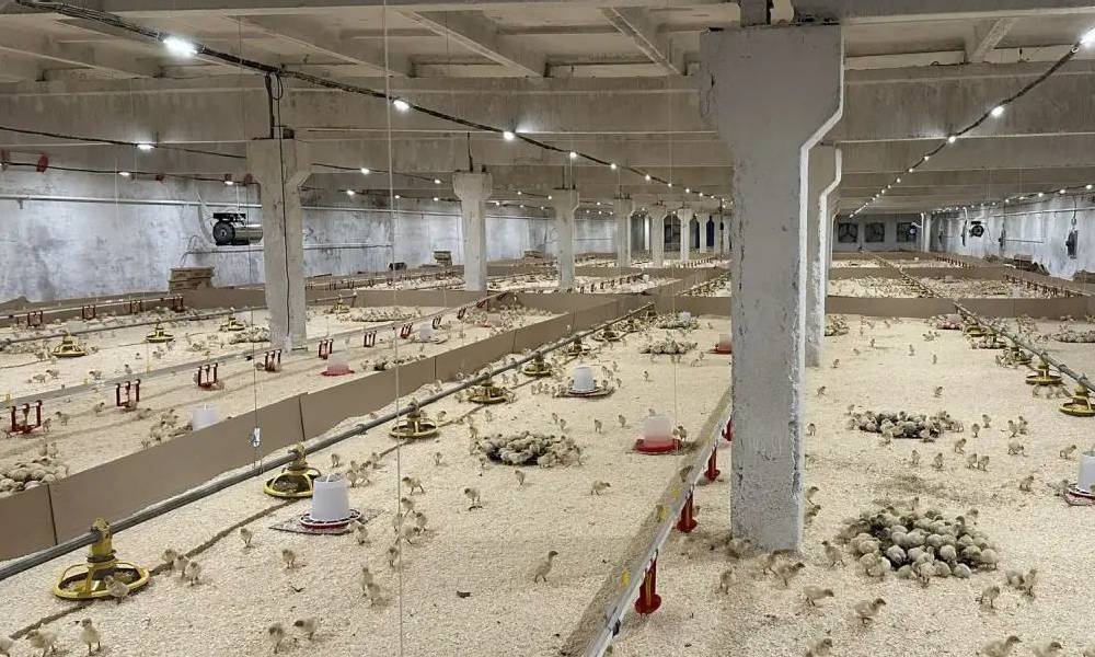 В Пермском крае открылся комплекс по промышленному выращиванию индеек 