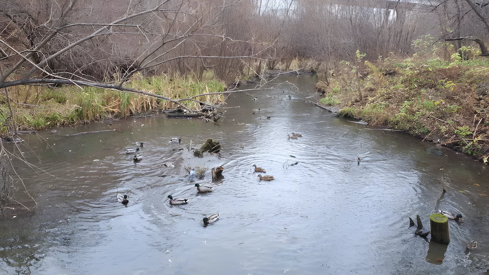 Власти Перми будут следить за качеством воды в 8 малых реках города