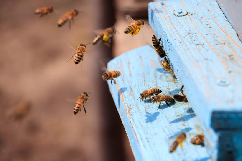 Пермский стартап учит нейросеть по звуку определять болезни пчёл