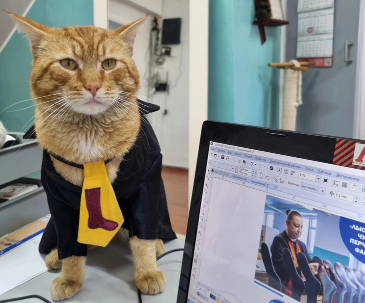 Как коты-сотрудники работают в Перми