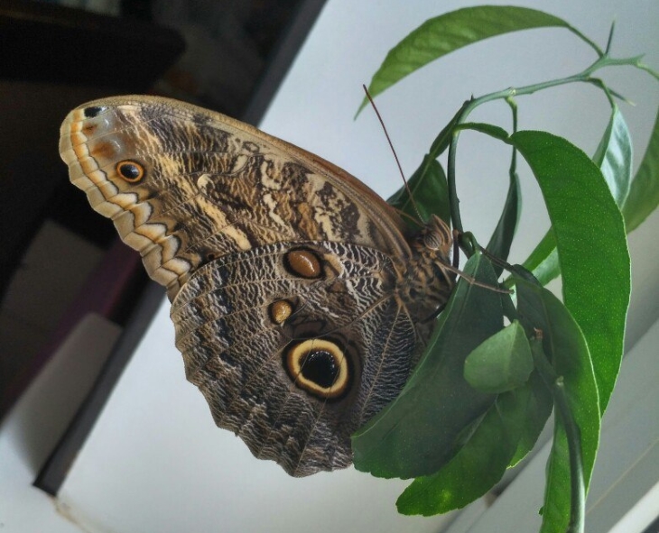 Как вырастить бабочку в домашних условиях – красивое хобби для любителей необычных подарков