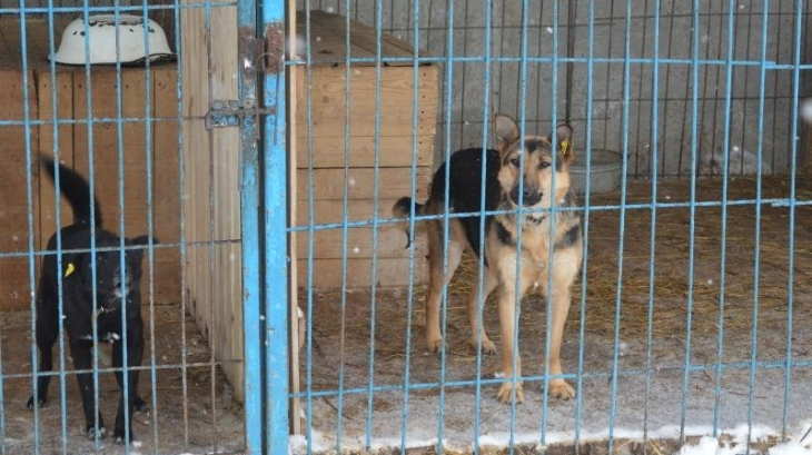 Со следующего года закон запретит усыплять бездомных собак