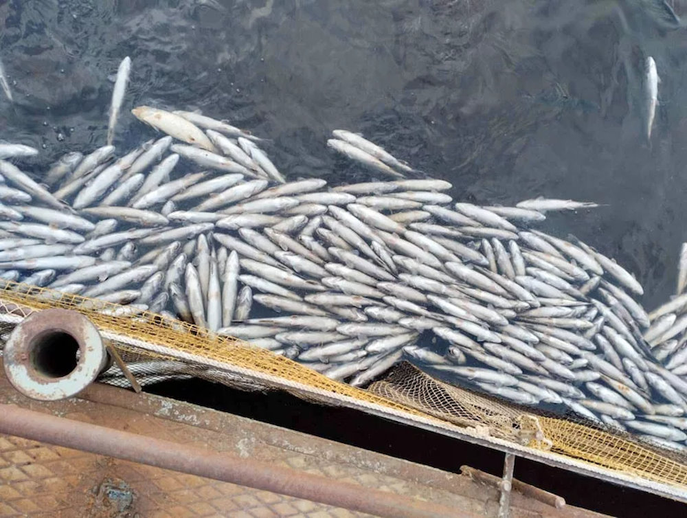 В Прикамье 12 тонн форели погибли на рыбной ферме