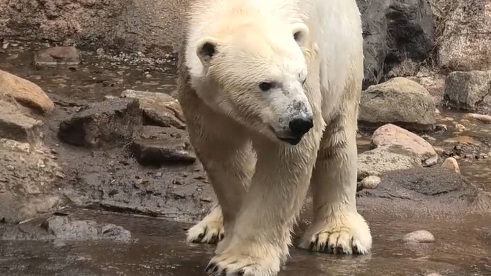 Белый медведь из Перми умер в зоопарке в Японии