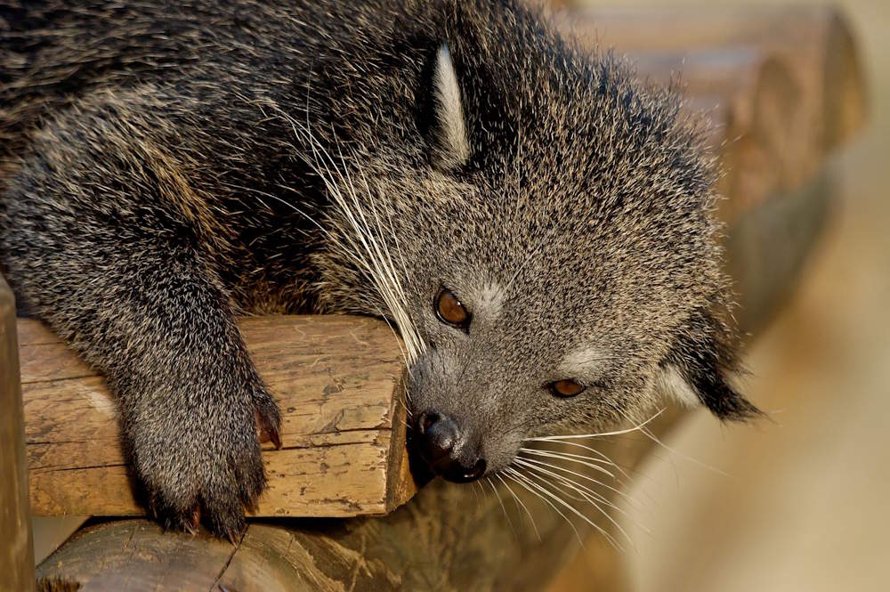Кошачий медведь и лающий олень: в пермском зоопарке появятся необычные обитатели 