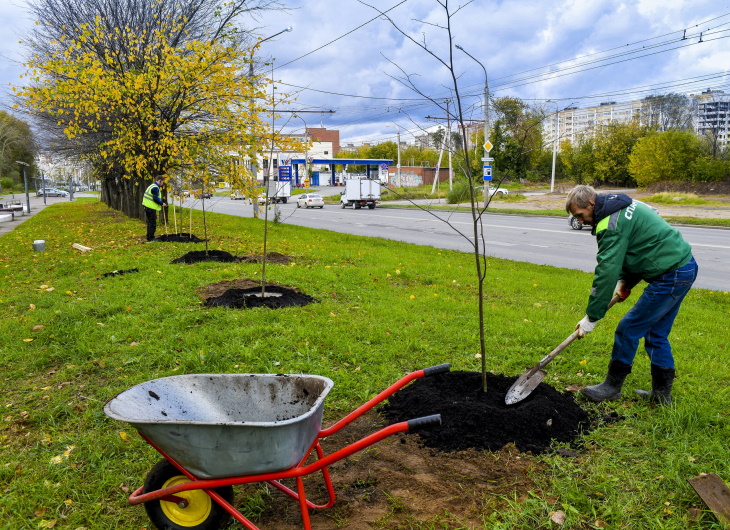 Осенью в Перми высадят 14 тысяч новых деревьев и кустарников